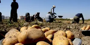 قیمت سیب‌ زمینی به کیلویی ۷۰ هزار تومان رسید؛ هشدار درباره ادامه گرانی در بازار