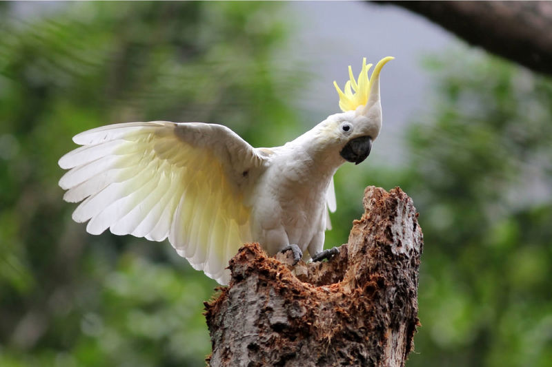 طوطی‌کاکلی گوگردی (Cacatua galerita) از خانواده کاکاتو روی شاخه بال می‌زند