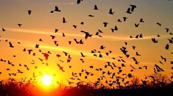 قهر پرندگان مهاجر با آسمان ایران از ترس شکارچیان !/ بی توجهی سازمان محیط زیست 