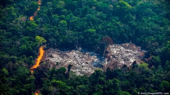 در هر ۳ ثانیه، جنگل‌ های زمین به‌ وسعت یک زمین فوتبال تخریب میشوند + شعار امسال 