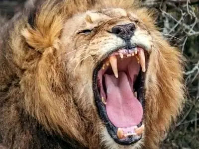 کشف صدای مخفی شیرها با کمک هوش مصنوعی