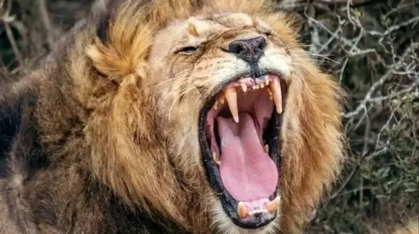 کشف صدای مخفی شیرها با کمک هوش مصنوعی