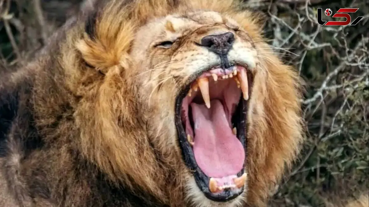 کشف صدای مخفی شیرها با کمک هوش مصنوعی