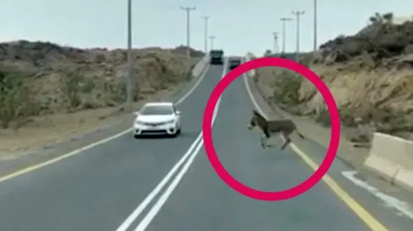 فیلم دلخراش از  تصادف یک الاغ با ماشین / تقلای کره اش برای نجات مادر 