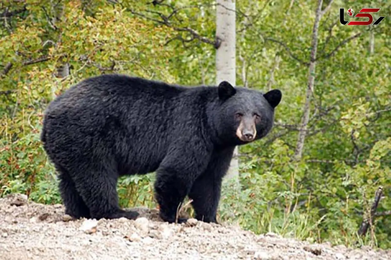 جولان خرس سیاه آسیایی در کرمان