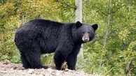 جولان خرس سیاه آسیایی در کرمان
