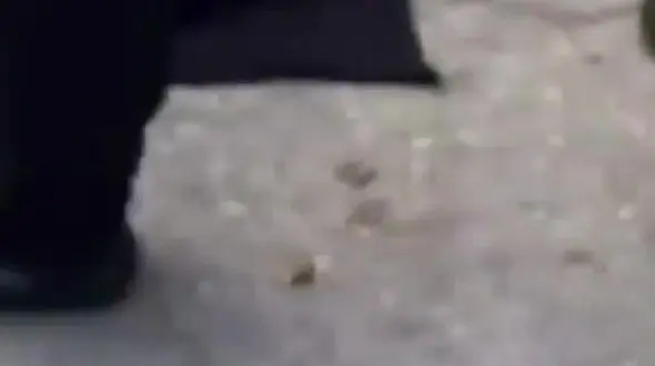 فیلم / حادثه تلخ هنگام خودکشی دختر مازندرانی از روی پل / او در بیمارستان جان سپرد 