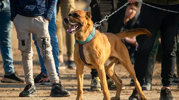  سگ‌های گرسنه زن خرمشهری را خوردند