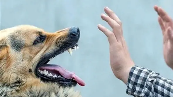 بیماری هاری را جدی بگیرید