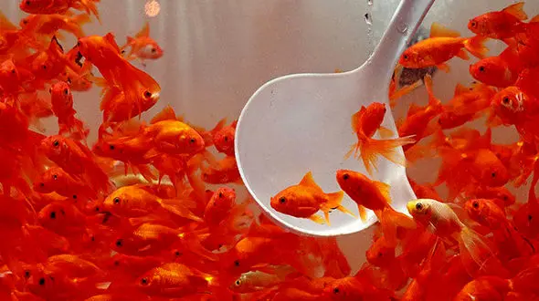 گونه های کشف و ضبط شده توسط سازمان محیط زیست در بازار شب عید چه شدند؟