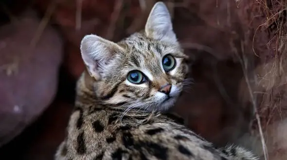 فیلم / به این گربه کوچک نزدیک نشوید ! / مرگبارترین گربه جهان را بشناسید !