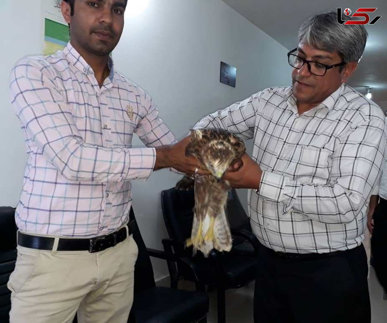 معلم جوان فریمانی جان یک پرنده شکاری نادر را از مرگ نجات داد