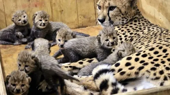 تولد 8 یوز در باغ وحش سنت لوئیس آمریکا+عکس