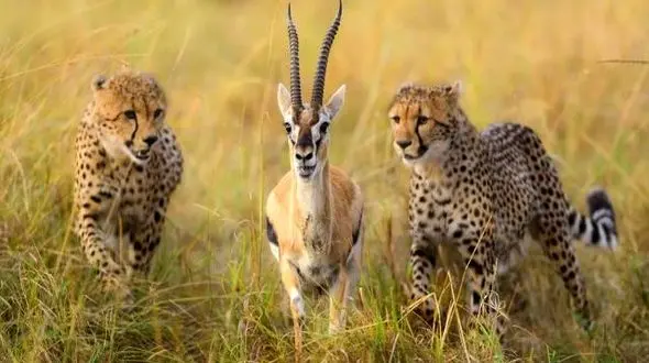 هشدار محیط زیست لرستان نسبت به گردشگری در فصل زادآوری حیات وحش