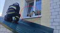 فیلم گرفتاری گربه بازیگوش بین پنجره و نرده های حفاظ / ببینید