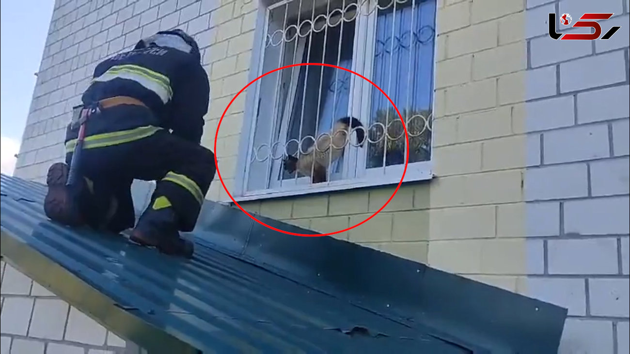 فیلم گرفتاری گربه بازیگوش بین پنجره و نرده های حفاظ / ببینید