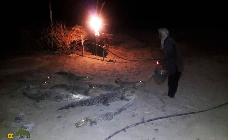 ملک‌دینار شجره
