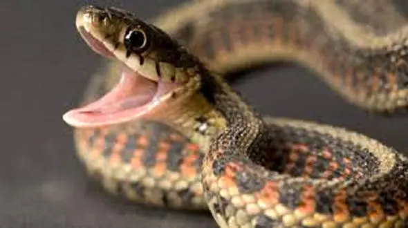 مار سمی سر از منزل مسکونی در آورد / در مهاباد رخ داد