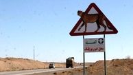 سازمان راهداری 20 میلیاردتومان ناقابل برای نجات یوز ایرانی از جاده یوزپلنگ کش ندارد!/ روزگذشته محیط زیست مطالبه را تکرار کرد