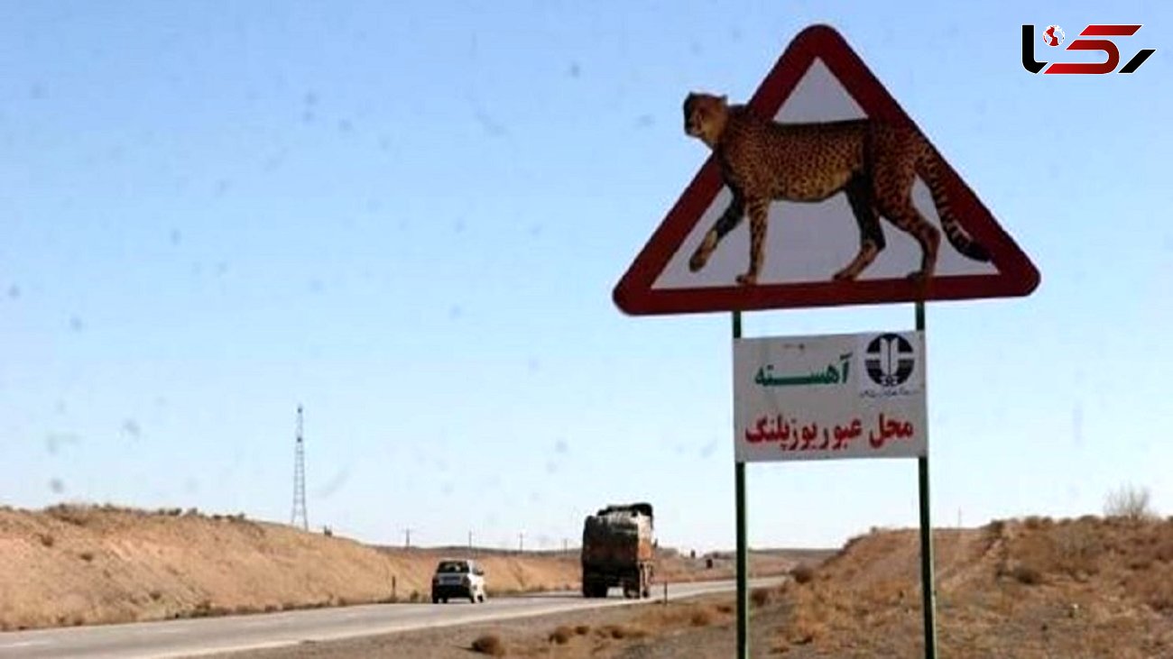 سازمان راهداری 20 میلیاردتومان ناقابل برای نجات یوز ایرانی از جاده یوزپلنگ کش ندارد!/ روزگذشته محیط زیست مطالبه را تکرار کرد
