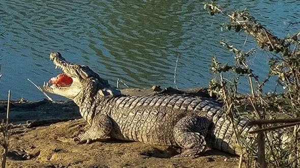 ببینید | حمله تمساح غول پیکر به پهپادی که از او عکاسی می‌کرد