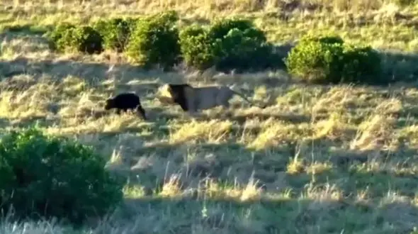 گوساله ای که طعمه شیر شد + فیلم