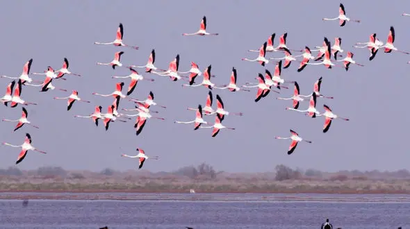 کوچ پرندگان مهاجر به لرستان