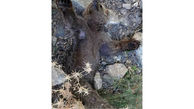 عکس تلخ از تلف شدن توله خرس قهوه ای در پیرانشهر + علت