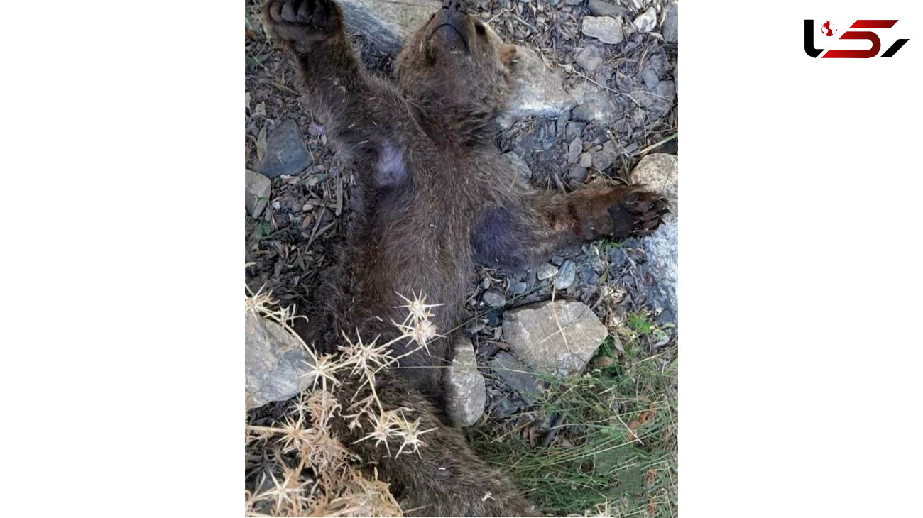 عکس تلخ از تلف شدن توله خرس قهوه ای در پیرانشهر + علت