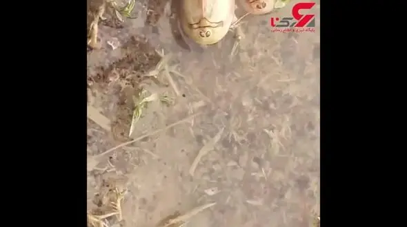 مشاهده کهن‌ترین گونه جانوری جهان در تالاب بین‌المللی هامون + فیلم