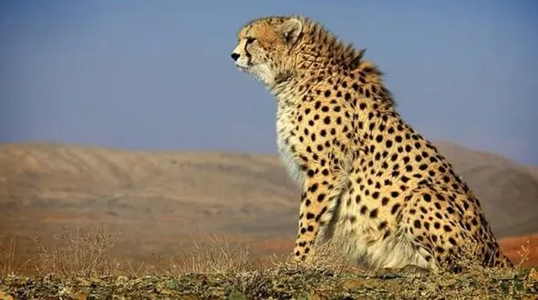 ناقوس مرگ یوز ایرانی در خراسان جنوبی به صدا درآمد / لطفا مالچ پاشی را متوقف کنید