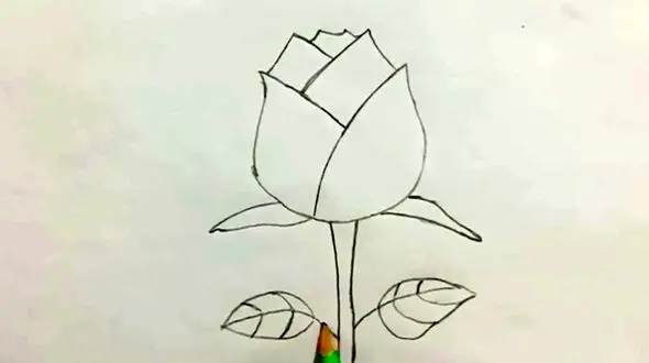 فیلم نقاشی گل رز ساده و زیبا