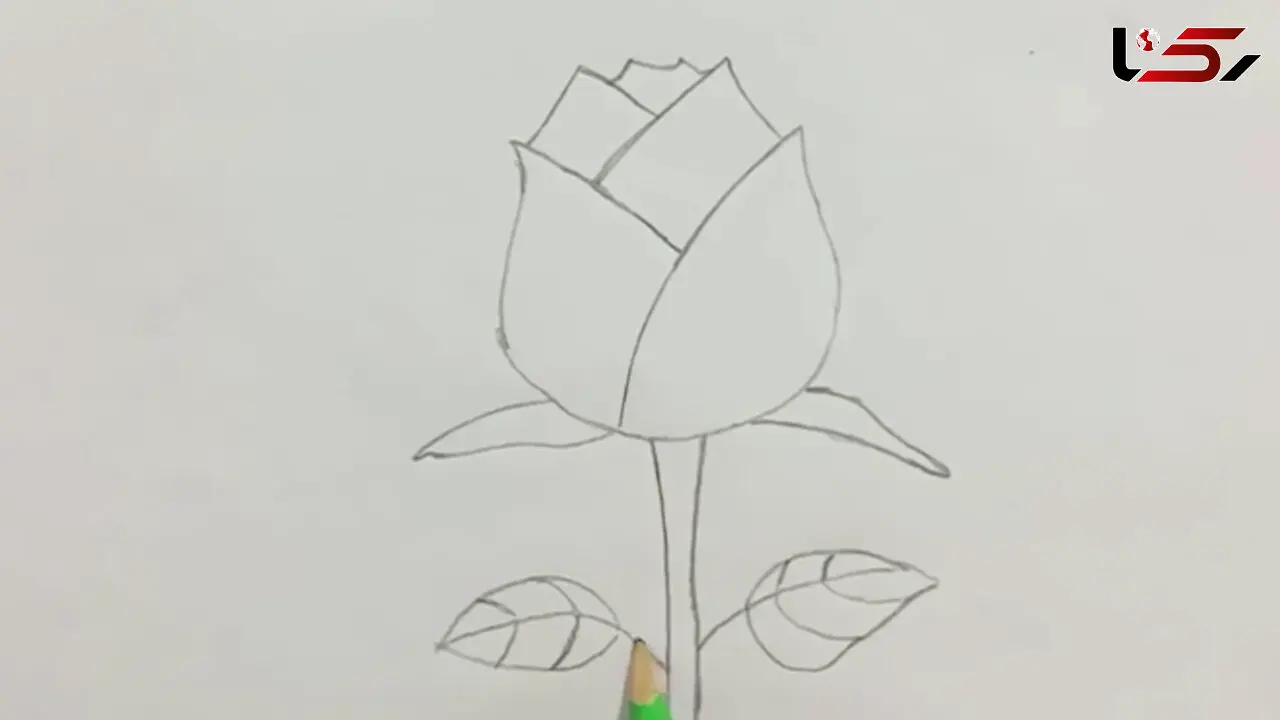 فیلم نقاشی گل رز ساده و زیبا