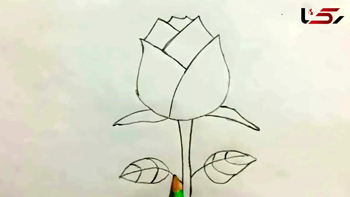 فیلم نقاشی گل رز ساده و زیبا