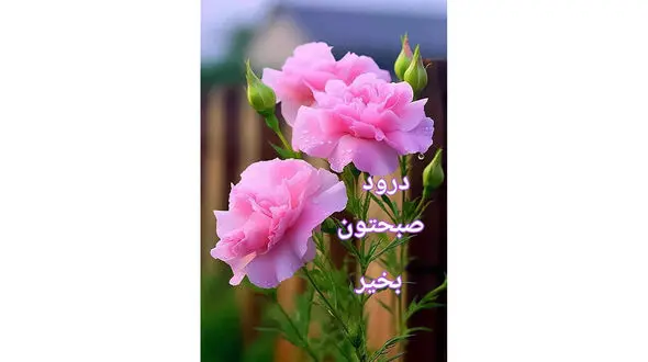 فال و طالع بینی امروز 10 خرداد 