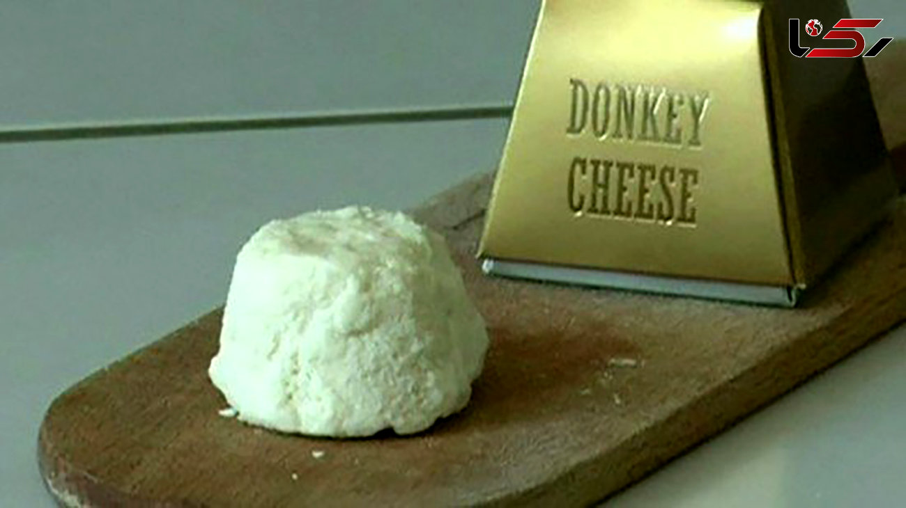 گران ترین پنیر جهان از شیر این حیوان است! / بدانید نمی خورید!