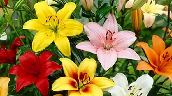 روش کاشت و نگهداری از گل لیلیوم + فیلم