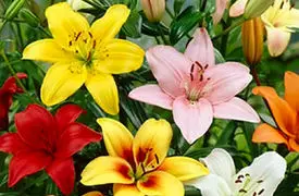 روش کاشت و نگهداری از گل لیلیوم + فیلم