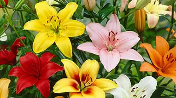 روش کاشت و نگهداری از گل لیلیوم + فیلم
