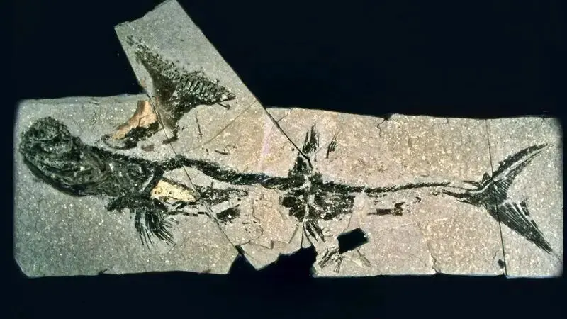 کوسه