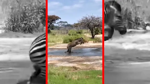 فیلم گورخر در مقابل شکارچی خطرناک