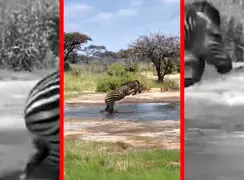 فیلم فرار گورخر از تمساح گرسنه در برکه