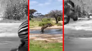 فیلم فرار گورخر از تمساح گرسنه در برکه