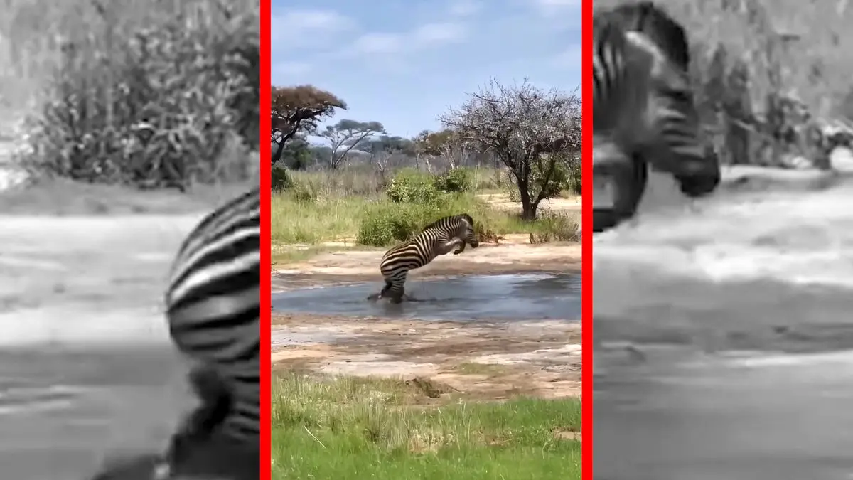 فیلم فرار گورخر از تمساح گرسنه در برکه