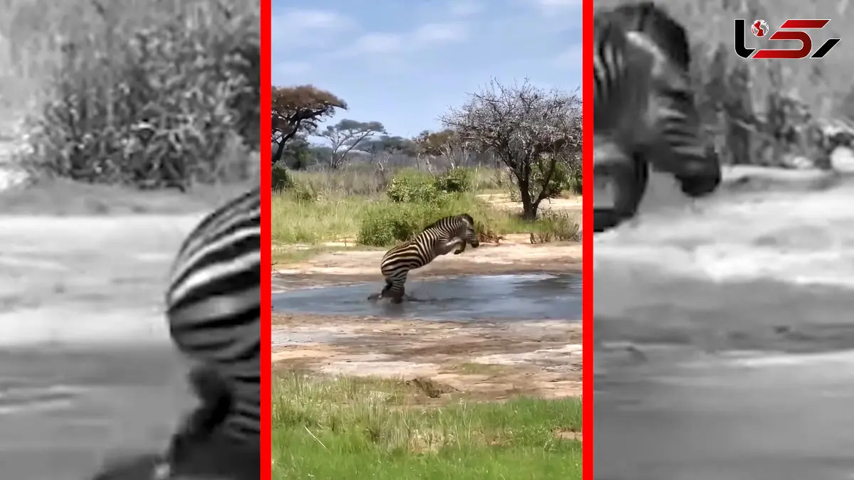 فیلم فرار گورخر از تمساح گرسنه در برکه