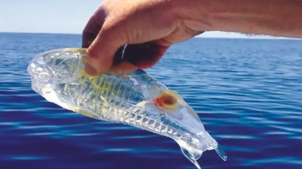 شگفت انگیزترین مار ماهی جهان + فیلم
