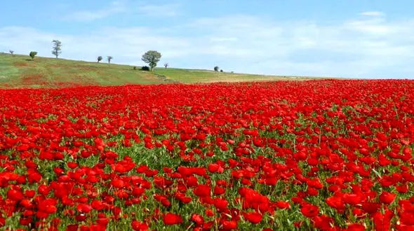 ببینید / دشت شقایق در ایران زیبا 