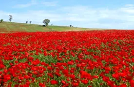 ببینید / دشت شقایق در ایران زیبا 