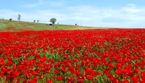 ببینید / دشت شقایق در ایران زیبا 