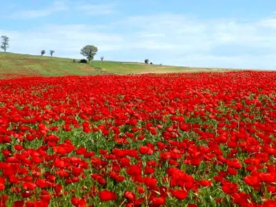 ببینید / دشت شقایق در ایران زیبا 